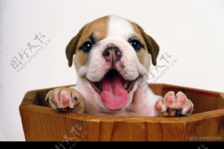 吐舌头的小狗图片