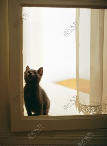 窗边的猫咪图片