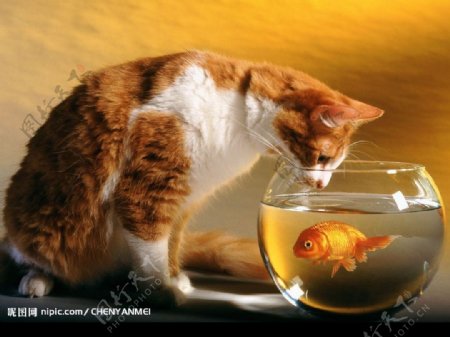 猫与金鱼图片