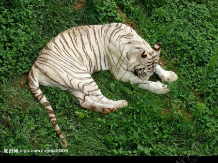 绿地上休息的老虎图片