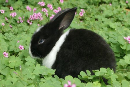 恋花的荷兰兔图片