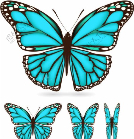美轮美奂的蓝色蝴蝶图片