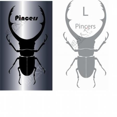 螫甲蟲图片