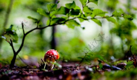 绿色灌木丛红色斑点蘑菇图片