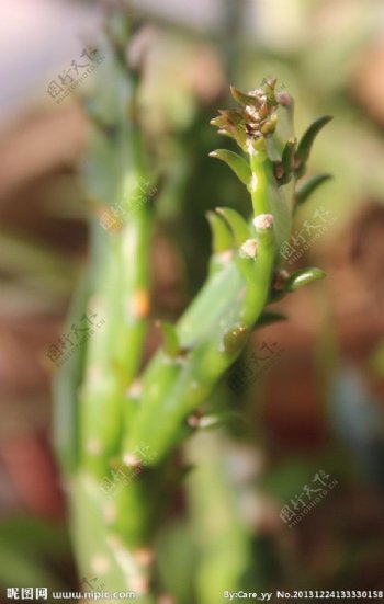 芦荟生物植物图片
