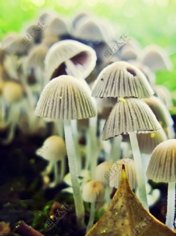 野生伞菌图片