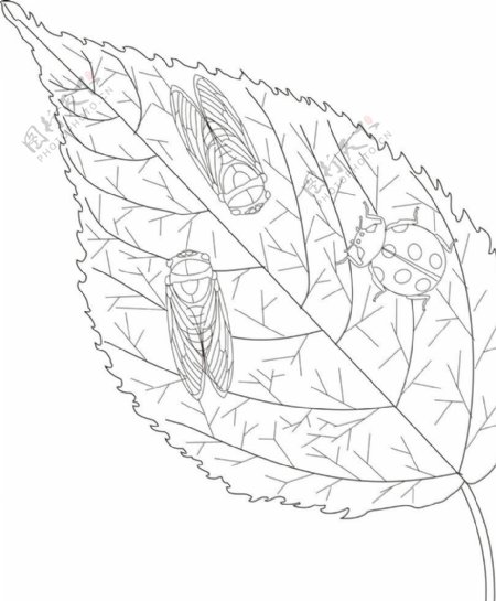 蝉瓢虫树叶图片