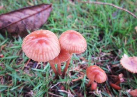 细雨润野菇图片