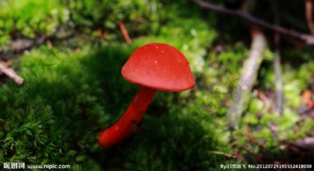 红帽之菌图片