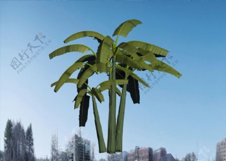 椰子树3D模型图片