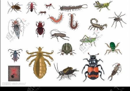 CorelDARW精选矢量图库动物昆虫01图片