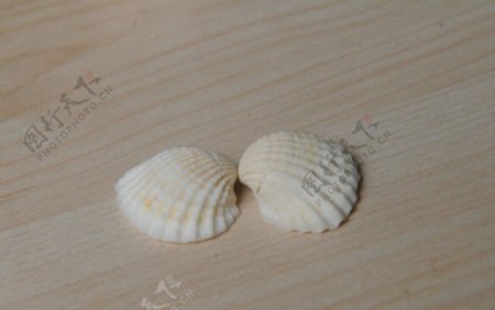 贝壳田螺海螺图片