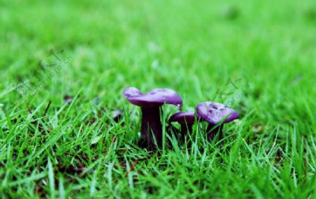 紫蘑菇图片