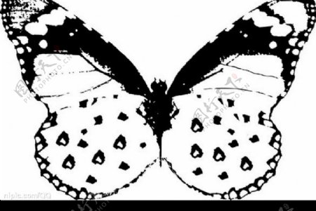 蝴蝶黑白图片
