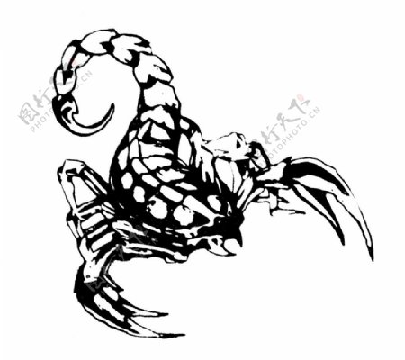 蝎子纹身图片