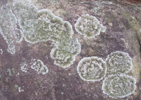 石苔藓图片