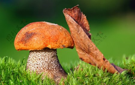 野生蘑菇图片