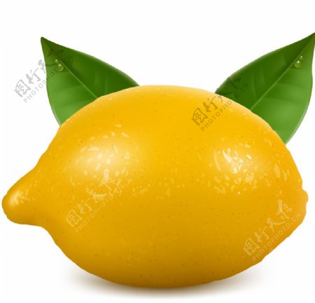 黄色橘子矢量素材图片