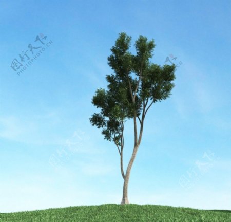 树木模型下载图片
