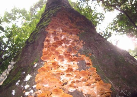 高树的菌类图片