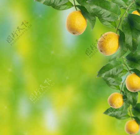 柠檬树叶绿色图片