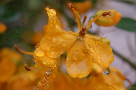雨中的黄槐花2图片