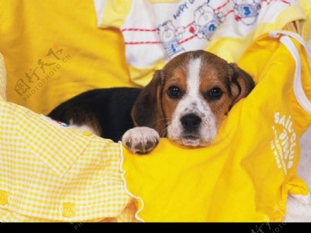 睡袋里的小狗图片