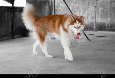 我的西伯利亚雪橇犬哈士奇图片