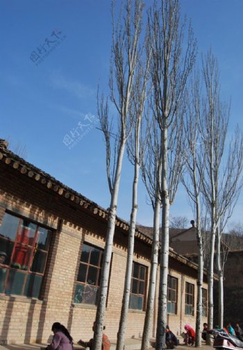 学校的白杨树图片