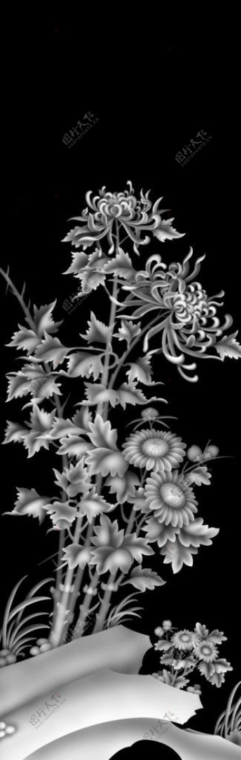 菊花灰度图图片