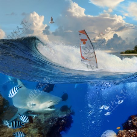 冲浪海底世界鲨鱼图片