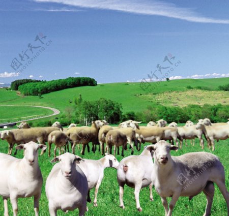 种羊图片