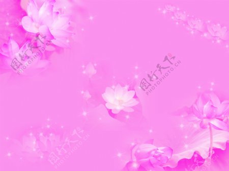 紫色莲花底图图片