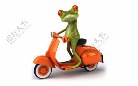 骑车树蛙图片