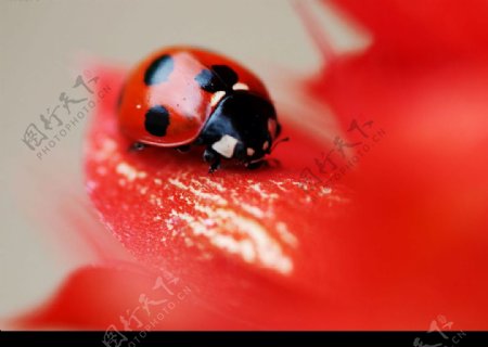 红色花瓣上的七星瓢虫图片