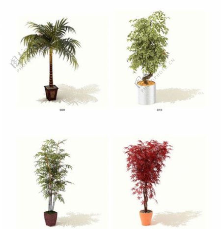 三维植物模型素材3图片