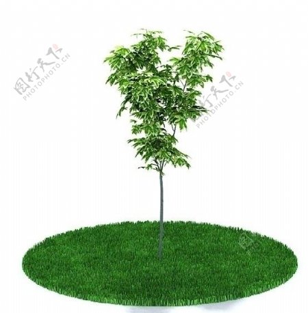 精美树木三维模型图片