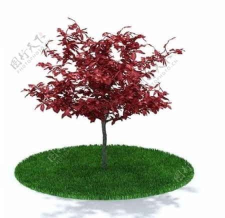3D精美树木模型图片