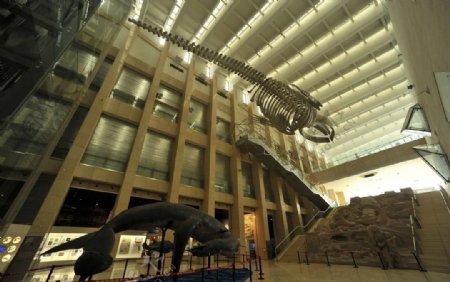 国家动物博物馆内的鲸鱼标本图片