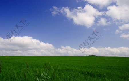 北海道美瑛牧草和蓝天图片