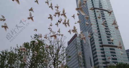 翱翔的广场鸽图片