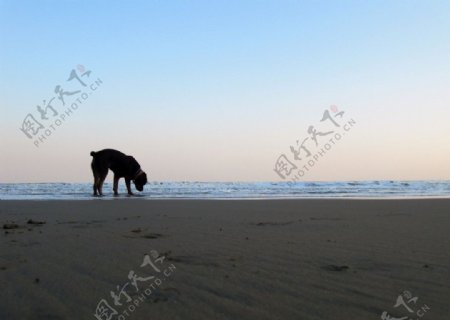 狗狗在沙滩上图片