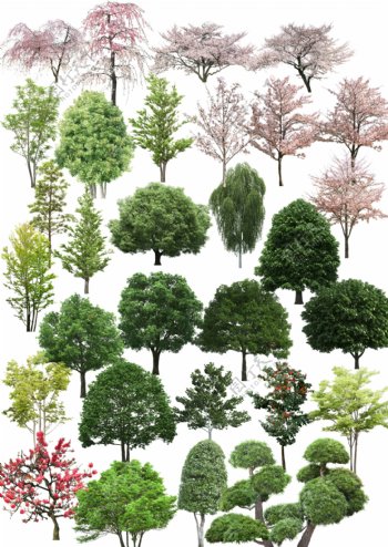 植物贴图树木图片