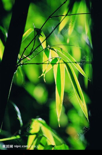 阳光下的竹叶竹子图片