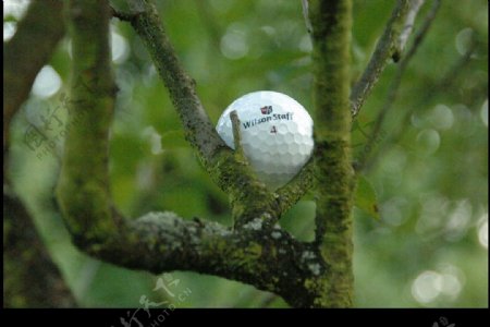大树上的高尔夫球图片