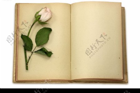 玫瑰花与旧书本精品图片