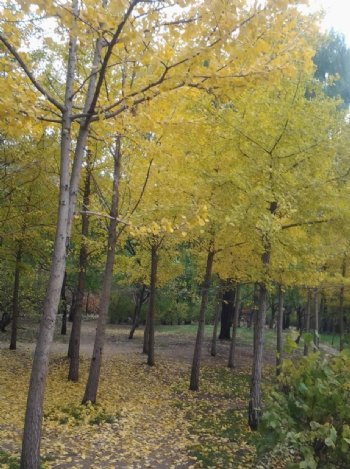 秋日银杏树落叶图片