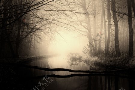 幽暗的树林小河图片