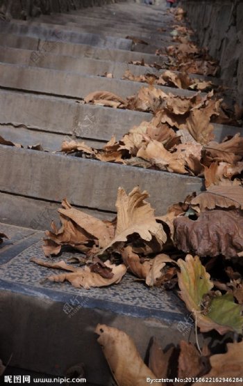 台阶上的落叶图片