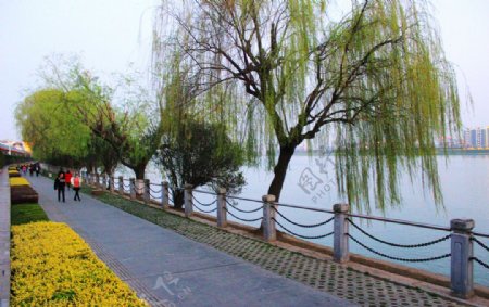 沅江岸边杨柳风景图片